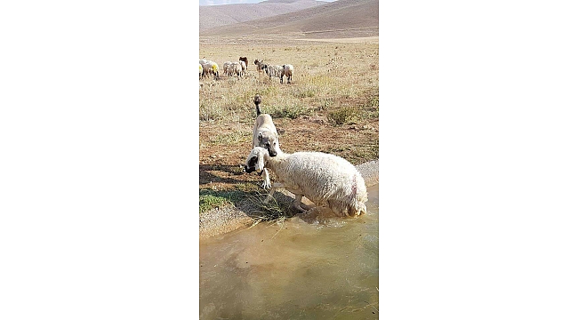 ÇOBAN KÖPEĞİ SU KANALINA DÜŞEN KOYUNU KURTARDI