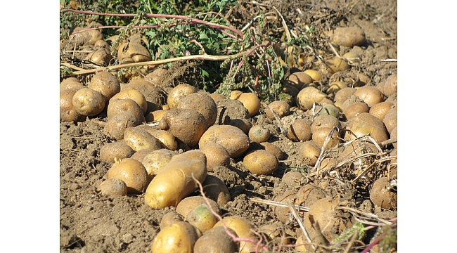PATATES ÜRETİMİNDE NİĞDE BİRİNCİ, KONYA İKİNCİ