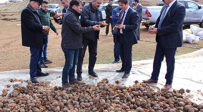 540 HEKTAR ARAZİYE 189 TON SEDİR TOHUMU EKİLDİ