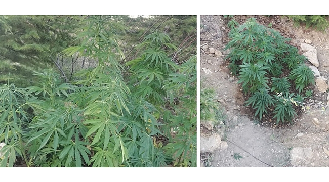 65 KÖK KENEVİRLE YAKALAN ŞÜPHELİLER BUGÜN ADLİYEYE ÇIKARTILACAK