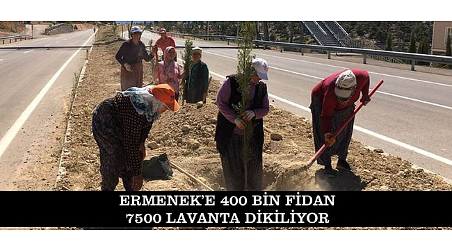 ERMENEK’E 400 BİN FİDAN 7500 LAVANTA DİKİLİYOR