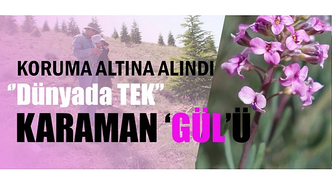 ‘KARAMAN KAYAGÜLÜ’ KORUMA ALTINDA