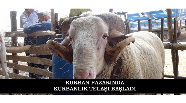 KURBAN PAZARINDA KURBANLIK TELAŞI BAŞLADI