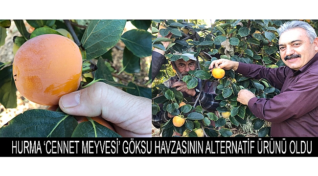 HURMA ‘CENNET MEYVESİ’ GÖKSU HAVZASININ ALTERNATİF ÜRÜNÜ OLDU