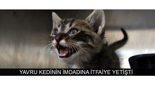YAVRU KEDİNİN İMDADINA İTFAİYE YETİŞTİ
