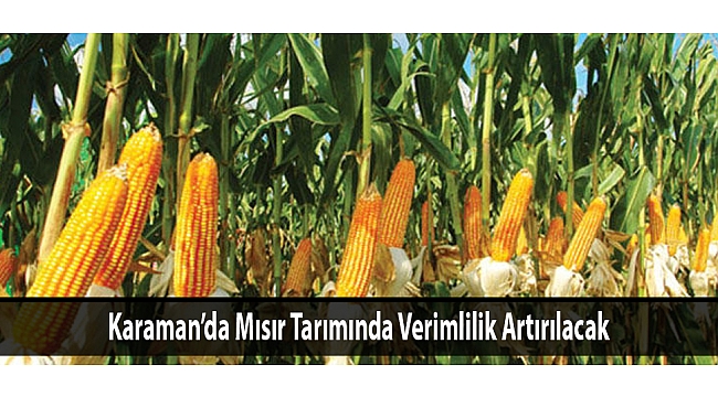 Karaman’da Mısır Tarımında Verimlilik Artırılacak
