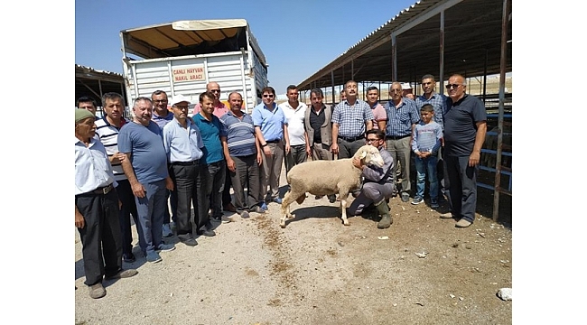 50 Üreticiye %50 Hibeli Damızlık Koç Dağıtıldı