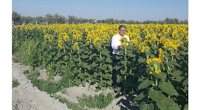 Ayçiçeğinde En Yüksek Fiyatı Konya Şeker Verdi