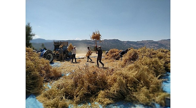 40 Yıldır Ekilmeyen Arazilere Nohut Ekti, Geliri Öğrencilere Burs Olacak