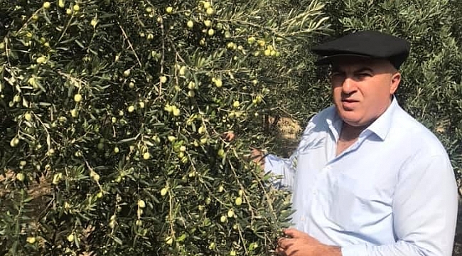 Göksu Havzasında Zeytin Hasatı Devam Ediyor