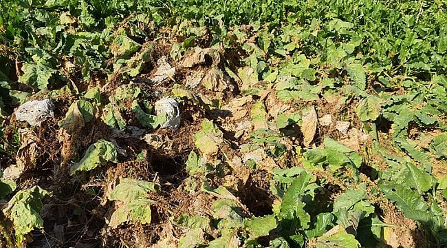 Karaman Tarım Ve Orman Müdürlüğünden Küsküt Otu Uyarısı