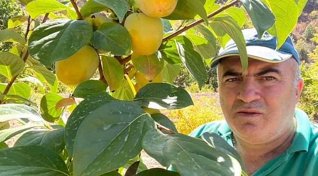Cennet Meyvesi Göksu Havzasının Alternatif Ürünü Oldu