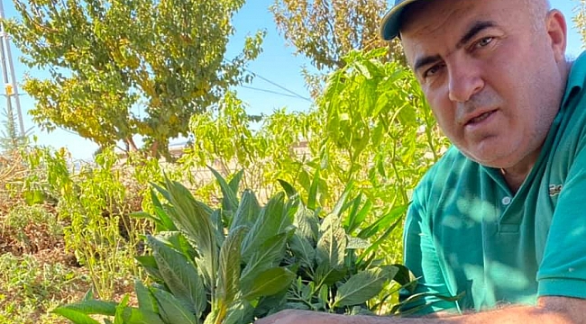 Karaman'da Bahçelerde Yetiştirilen Pepinoların Hasadı Yapıldı