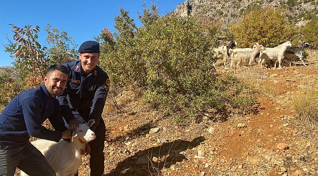 Karaman'da Kayıp Küçükbaş Hayvanları Jandarma Buldu
