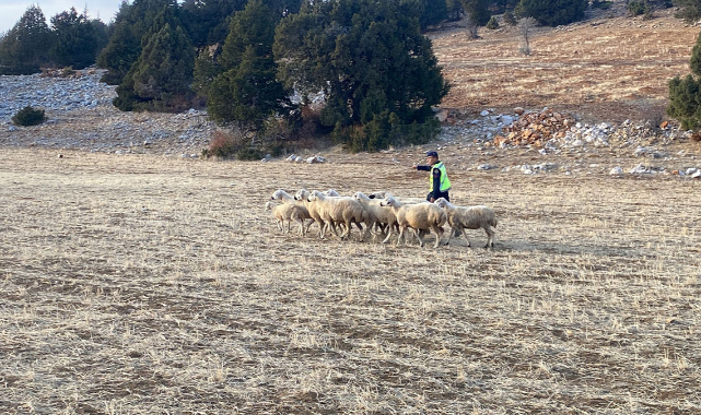 Kaybolan Küçükbaş Hayvanları Jandarma Buldu