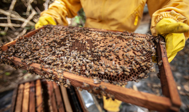 Arıcılık Destekleme Başvuruları Başladı