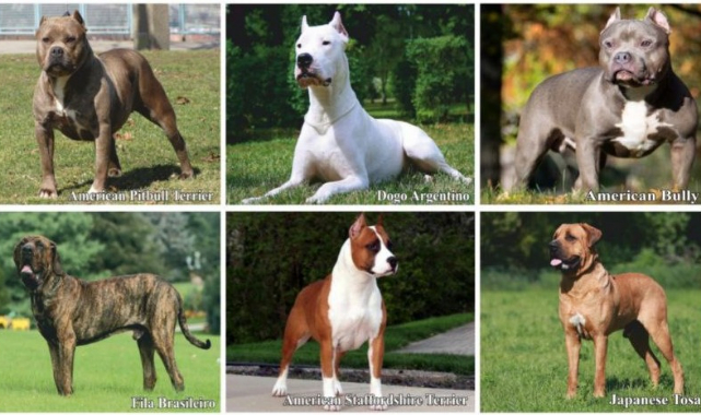 Tehlikeli Köpeklerin PETVET Sistemine Kaydında Son Gün 14 Ocak 2022