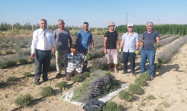 Karaman'da Lavanta Hasadı Başladı