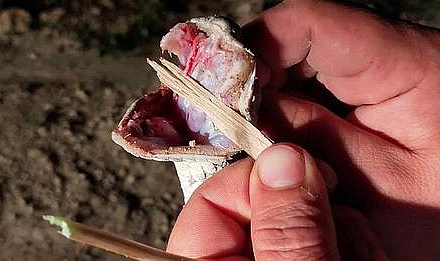 Şaka Değil, Gerçek…KENDİSİNİ ISIRAN ZEHİRLİ YILANI YAKALAYIP
