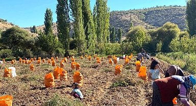 Karaman'da Patates Hasadı Başladı
