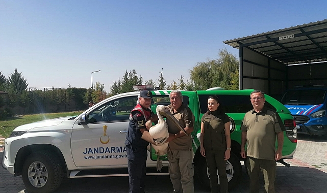 Yaralı Pelikan Tedavi Sonrası Doğaya Salındı
