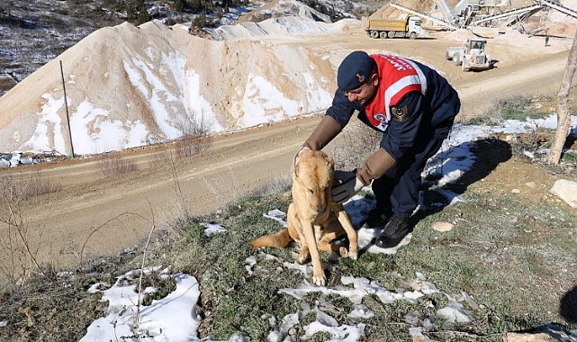 Yaralı Köpeğe HAYDİ Ekibinden Şefkat Eli