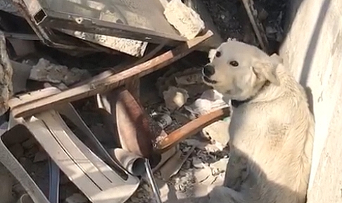 Enkaz Başındaki Köpeğin Acı Bekleyişi Yürekleri Dağladı