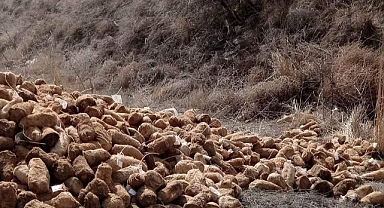 Yüzlerce tuluk peyniri araziye attılar!