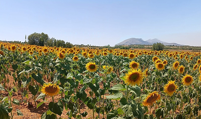 Kıraç(Kuru) Alanlarda Yağlık Ayçiçeği Denemeleri Olumlu Sonuç Verdi