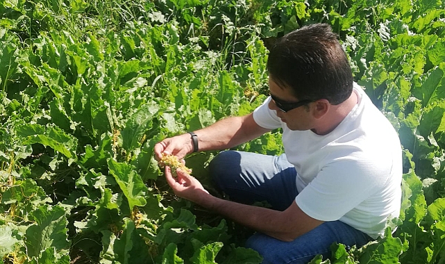 Pancar ve Ayçiçeği Üreticisine Karadrina Uyarısı