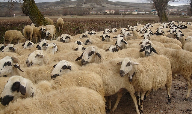Sığır Cinsi ve Küçükbaş Hayvanların Tanımlanmasına İlişkin Esaslar Düzenlendi