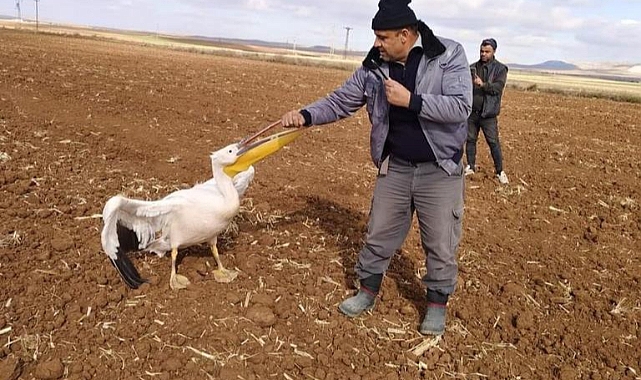 Yaralı Pelikan, Tarlaya Mecburi İniş Yaptı