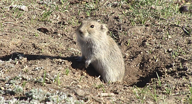 Karaman'da Tarımsal Alanlarda Fare Tedirginliği