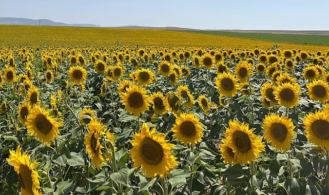 Ayçiçeği Ekim Yasağı Getirilen Bölgelerde Yasak Kaldırıldı
