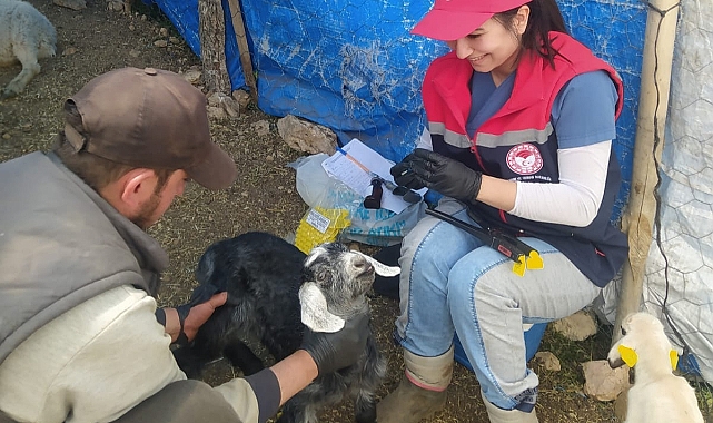 Karaman’da 60 Bin Kuzu ve Oğlak Kayıt Altına Alındı