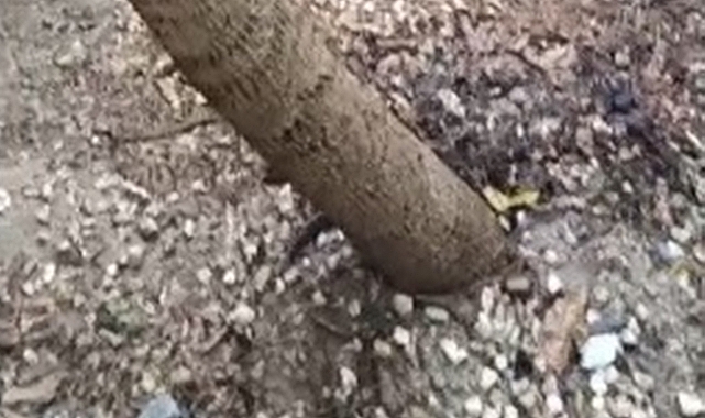 Evin Avlusuna Düşen Yıldırım Ucuz Atlatıldı