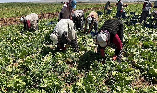 Karaman’dan Marul İhracatı Tüm Hızıyla Devam Ediyor