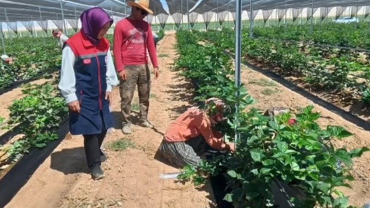 Karaman’ın En Büyük Böğütlen Bahçesini Ziyaret Ettiler