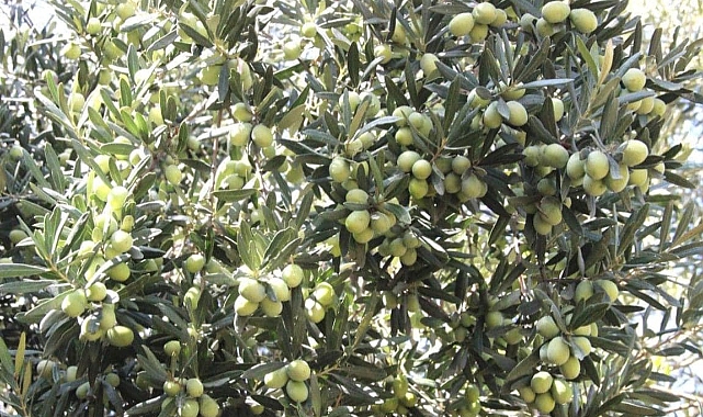 Karaman'da Zeytin Hasadı Sürüyor