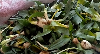 Burlumbuş Otu Pazar Tezgâhında