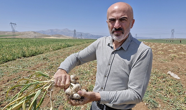 Karaman’da Sarımsak Hasadı Başladı