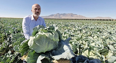 Karaman’da Lahana Hasadı Başladı