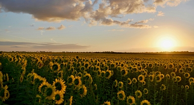 Karaman'da Tohumluk Ayçiçeği Özel Üretim Alanlarını Belirlendi