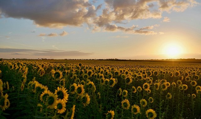 Karaman'da Tohumluk Ayçiçeği Özel Üretim Alanlarını Belirlendi