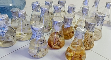 KMÜ’de Patates Kabuğu Tozunun Geleneksel Kayseri Mantılarının Özelliklerine Etkisi Araştırılacak