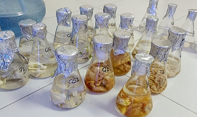 KMÜ’de Patates Kabuğu Tozunun Geleneksel Kayseri Mantılarının Özelliklerine Etkisi Araştırılacak