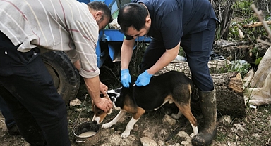 Karaman’da Hayvan Sağlığı Çalışmaları Sürüyor