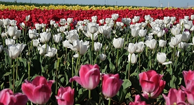 Kızılkuyu’da Lale Tarlasında Görsel Şölen Başlıyor