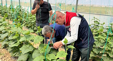 Ayrancı’da Seralarda Hastalık ve Zararlı Kontrolleri Yapıldı