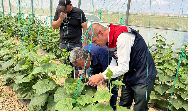 Ayrancı’da Seralarda Hastalık ve Zararlı Kontrolleri Yapıldı
